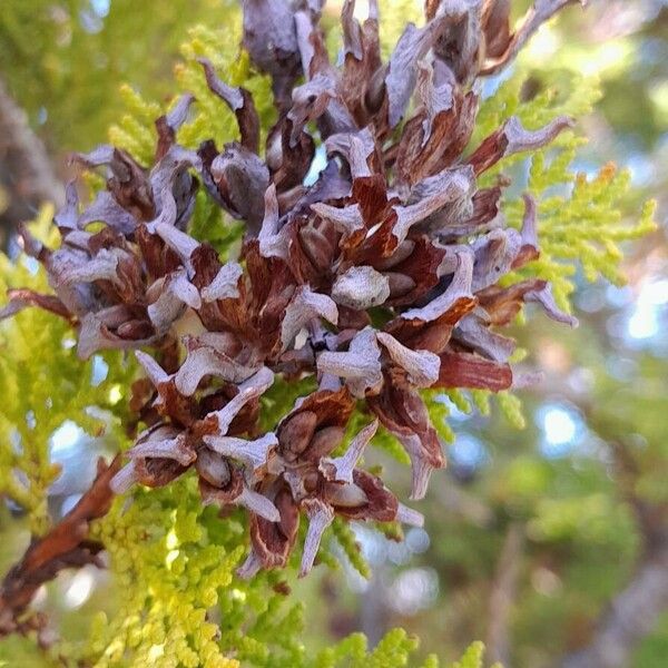 Platycladus orientalis Плід