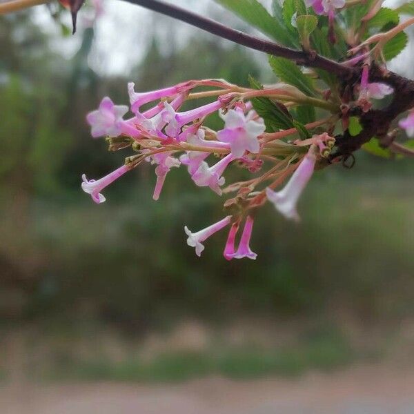 Viburnum farreri Virág