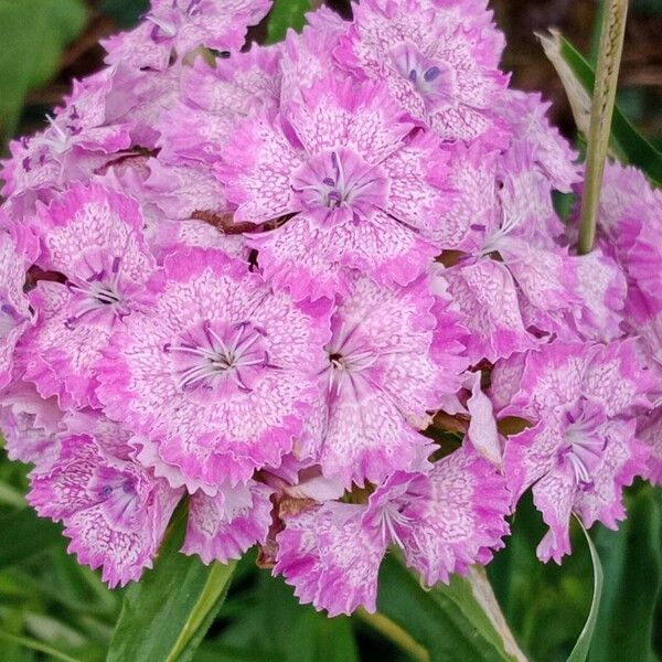 Dianthus barbatus Квітка