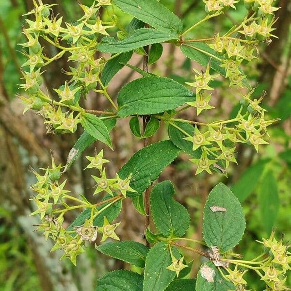 Deutzia longifolia Meyve