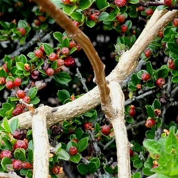 Solanum dulcamara Azala