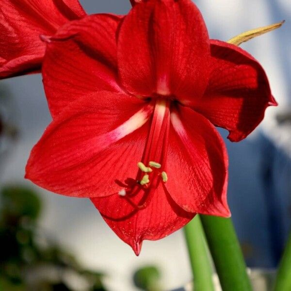 Hippeastrum reginae Õis