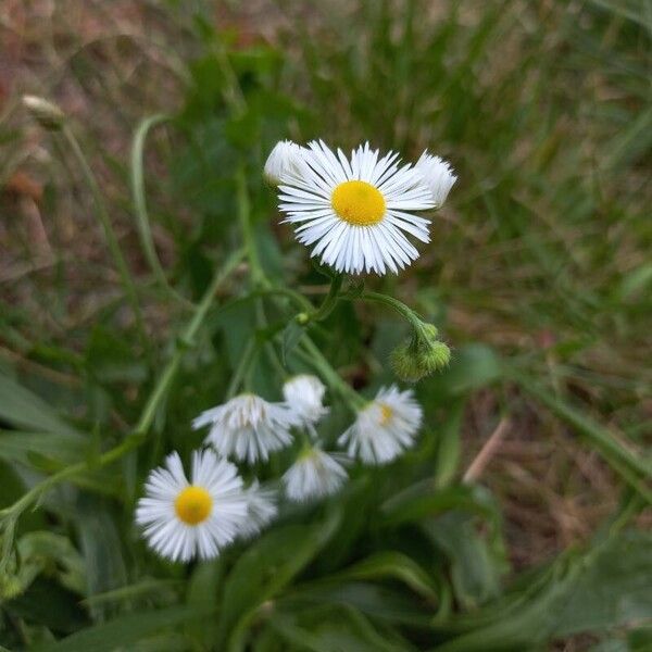 Erigeron strigosus Kwiat