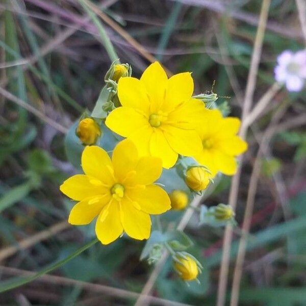 Blackstonia perfoliata 花