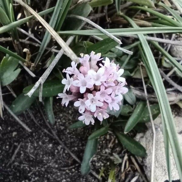 Valeriana tuberosa Žiedas