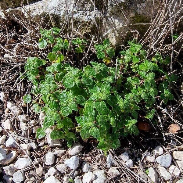 Parietaria lusitanica Хабит