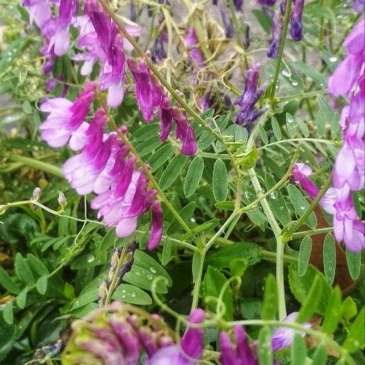 Vicia tenuifolia Flor