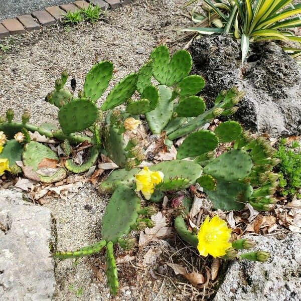 Opuntia humifusa Habit