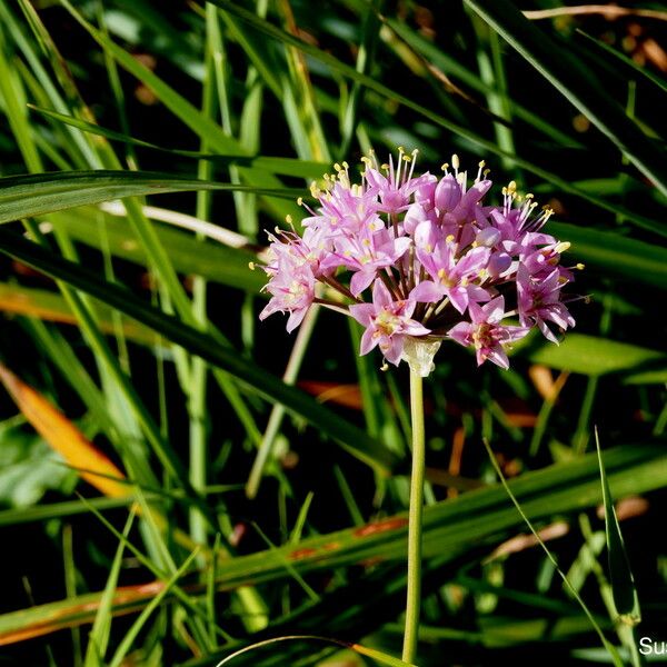 Allium stellatum Květ