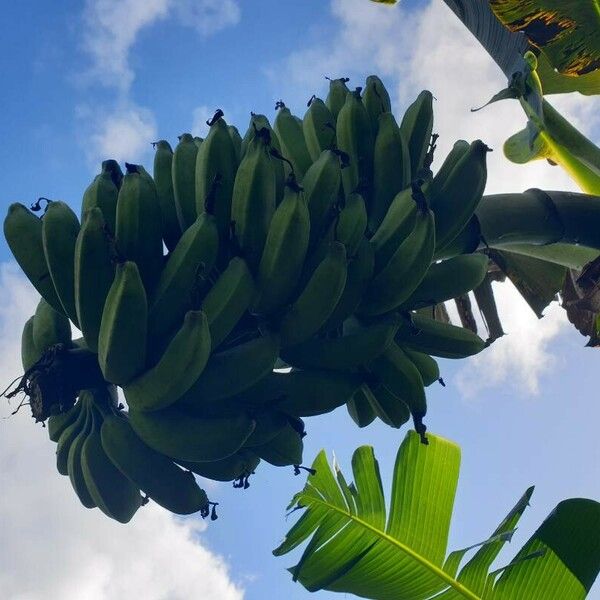 Musa × paradisiaca Fruto