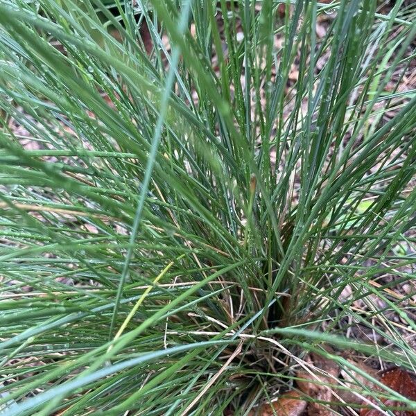 Festuca heterophylla Deilen