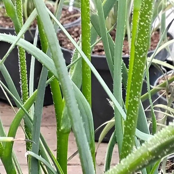 Anigozanthos flavidus Bark