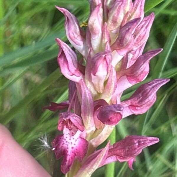 Anacamptis coriophora Кветка