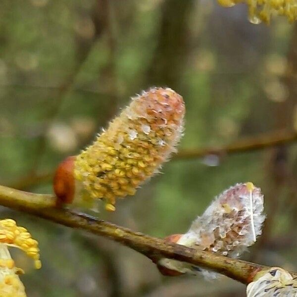 Salix atrocinerea Flor