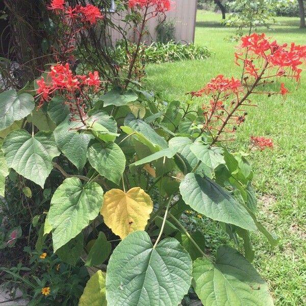 Clerodendrum speciosissimum Floro