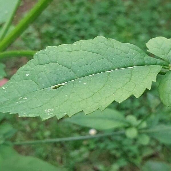 Dipsacus pilosus Yaprak