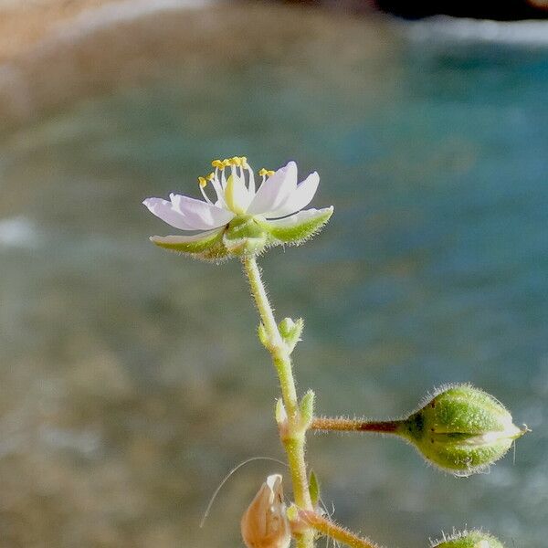 Spergularia media Flors