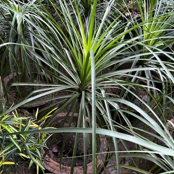 Beaucarnea recurvata Leaf