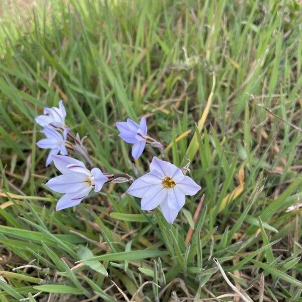 Ipheion uniflorum Кветка