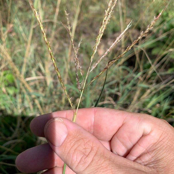 Bothriochloa bladhii Fruit