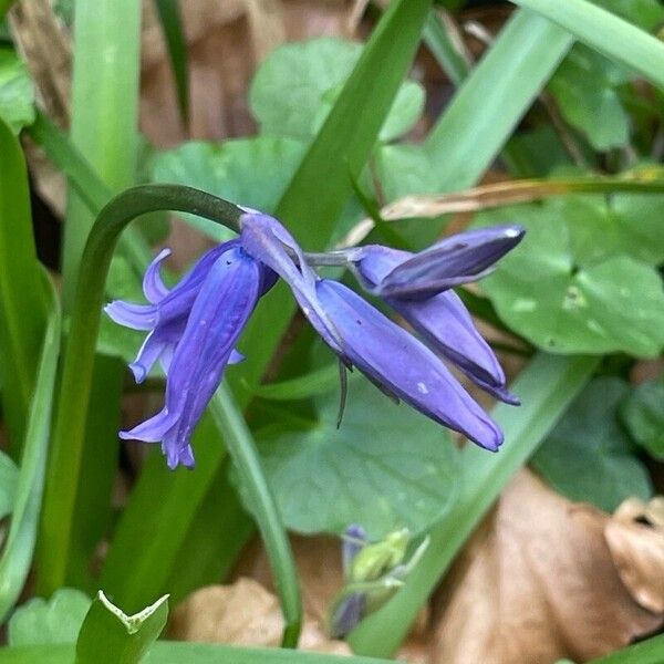 Hyacinthoides non-scripta ফুল