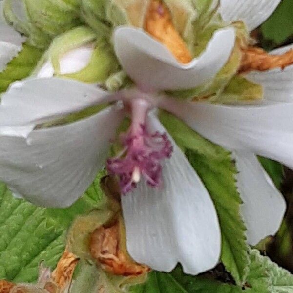 Althaea officinalis Blüte