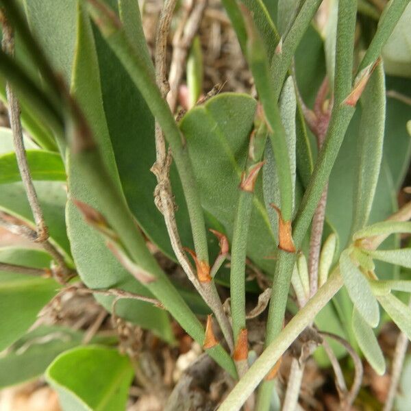 Limonium narbonense Kabuk