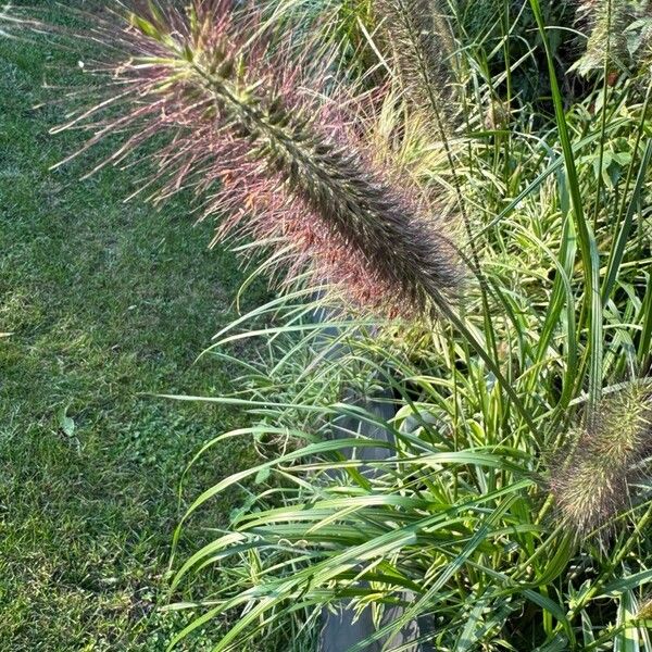 Cenchrus alopecuroides Lorea