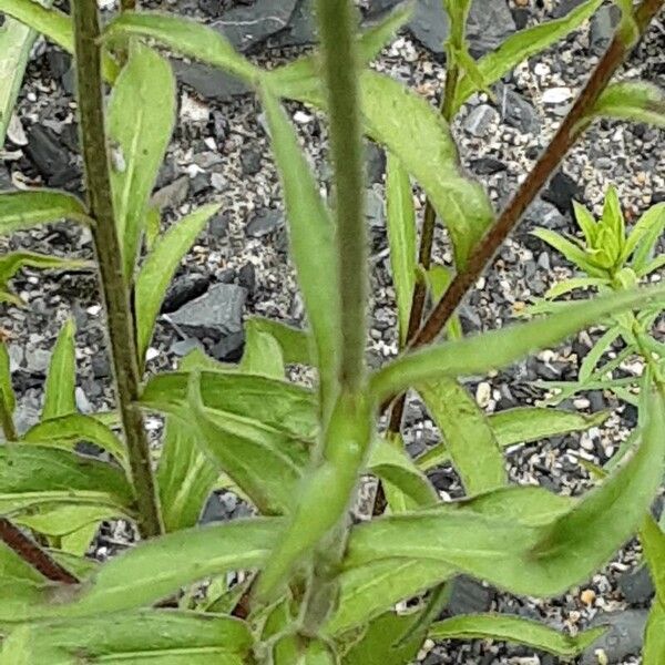 Buphthalmum salicifolium Φλοιός