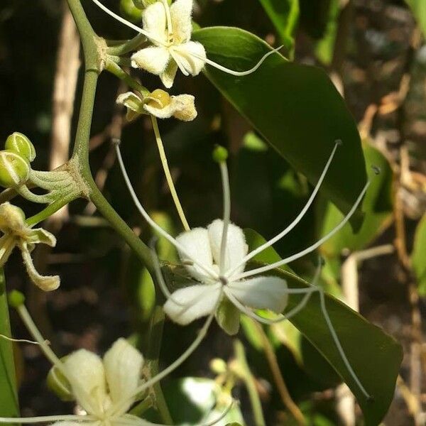 Capparis quiniflora Flor