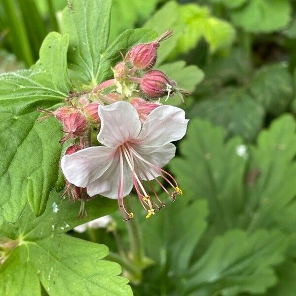 Geranium macrorrhizum Flor