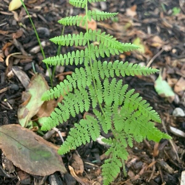 Dennstaedtia punctilobula List