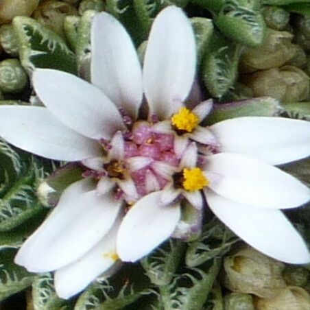 Werneria pectinata 花