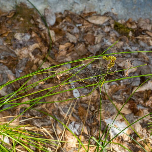 Carex echinata Buveinė