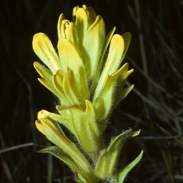 Castilleja cusickii Кветка