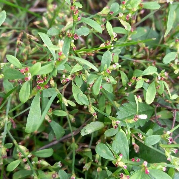 Polygonum aviculare Folha