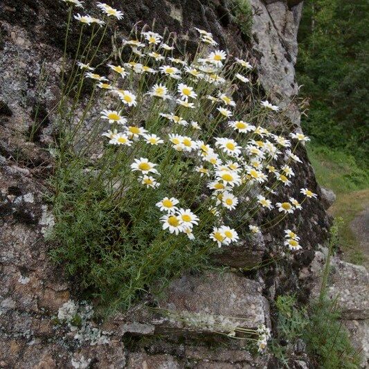 Leucanthemum monspeliense Habitus