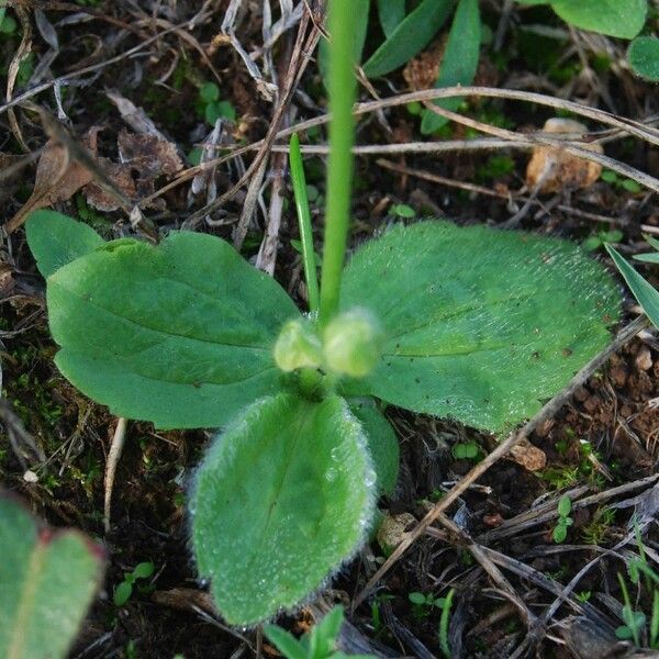 Ranunculus bullatus Leaf