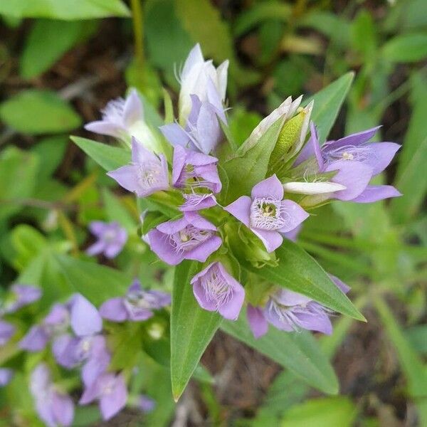 Gentianella ramosa Flower