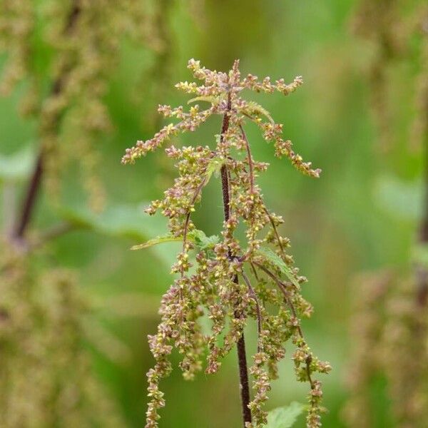 Urtica dioica Іншае