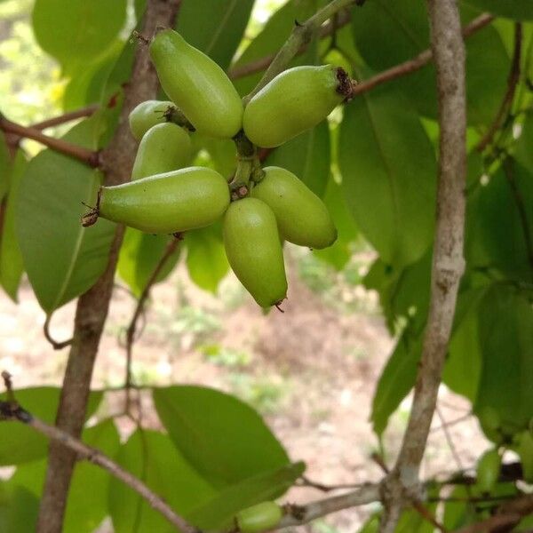 Syzygium cumini Fruct