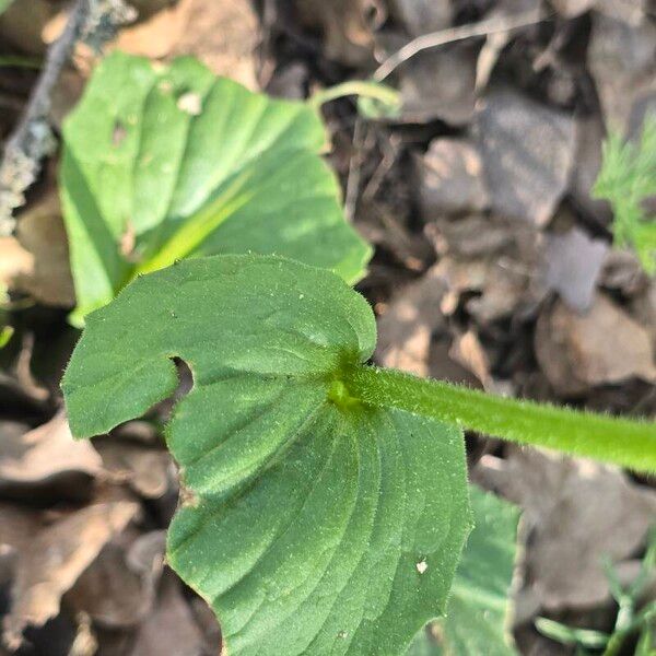 Doronicum plantagineum Leaf