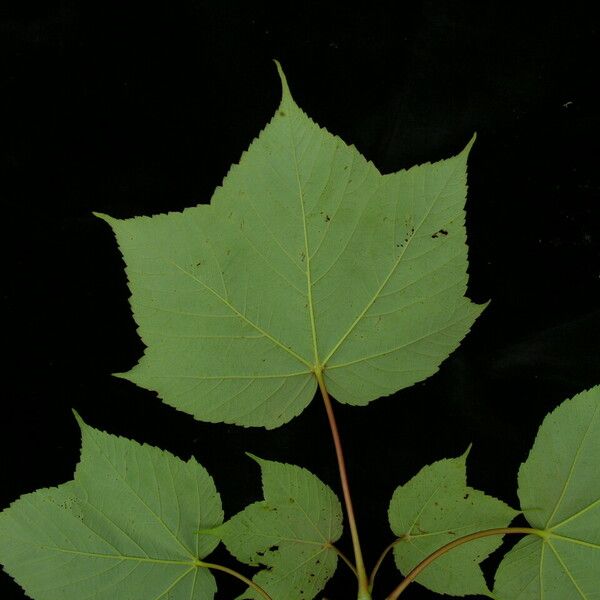 Acer caesium 葉