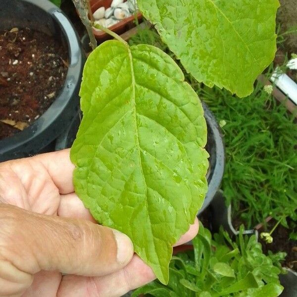 Tabebuia rosea Folla