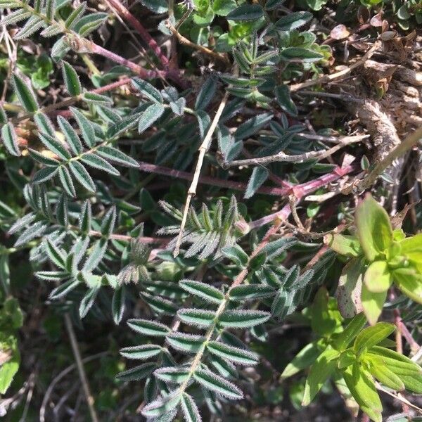 Astragalus australis Hoja