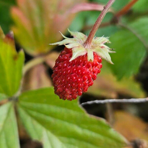 Fragaria vesca Плод