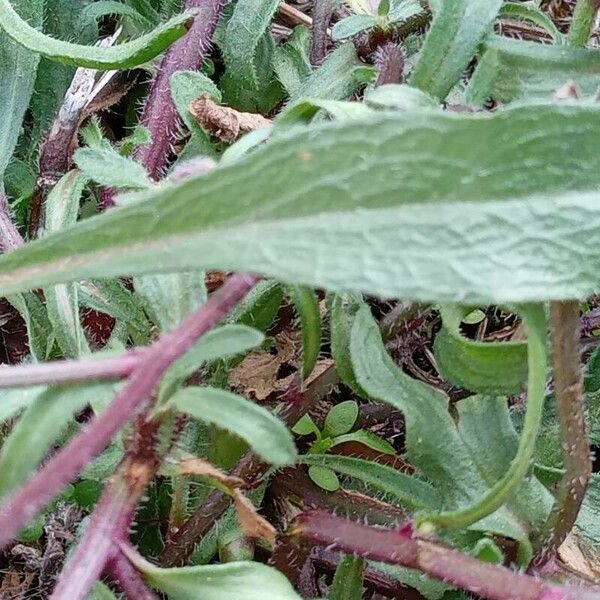 Erigeron acris Folio