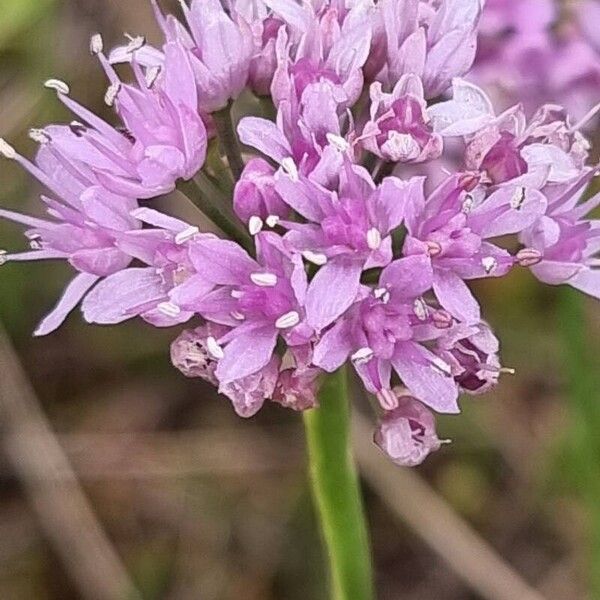 Allium lusitanicum Blüte