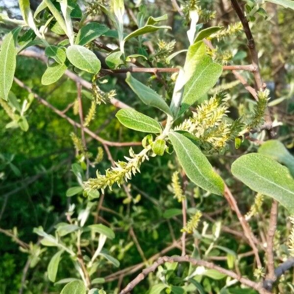 Salix salviifolia Blad