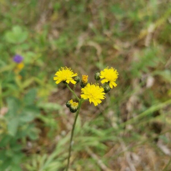 Pilosella cymosa Kukka